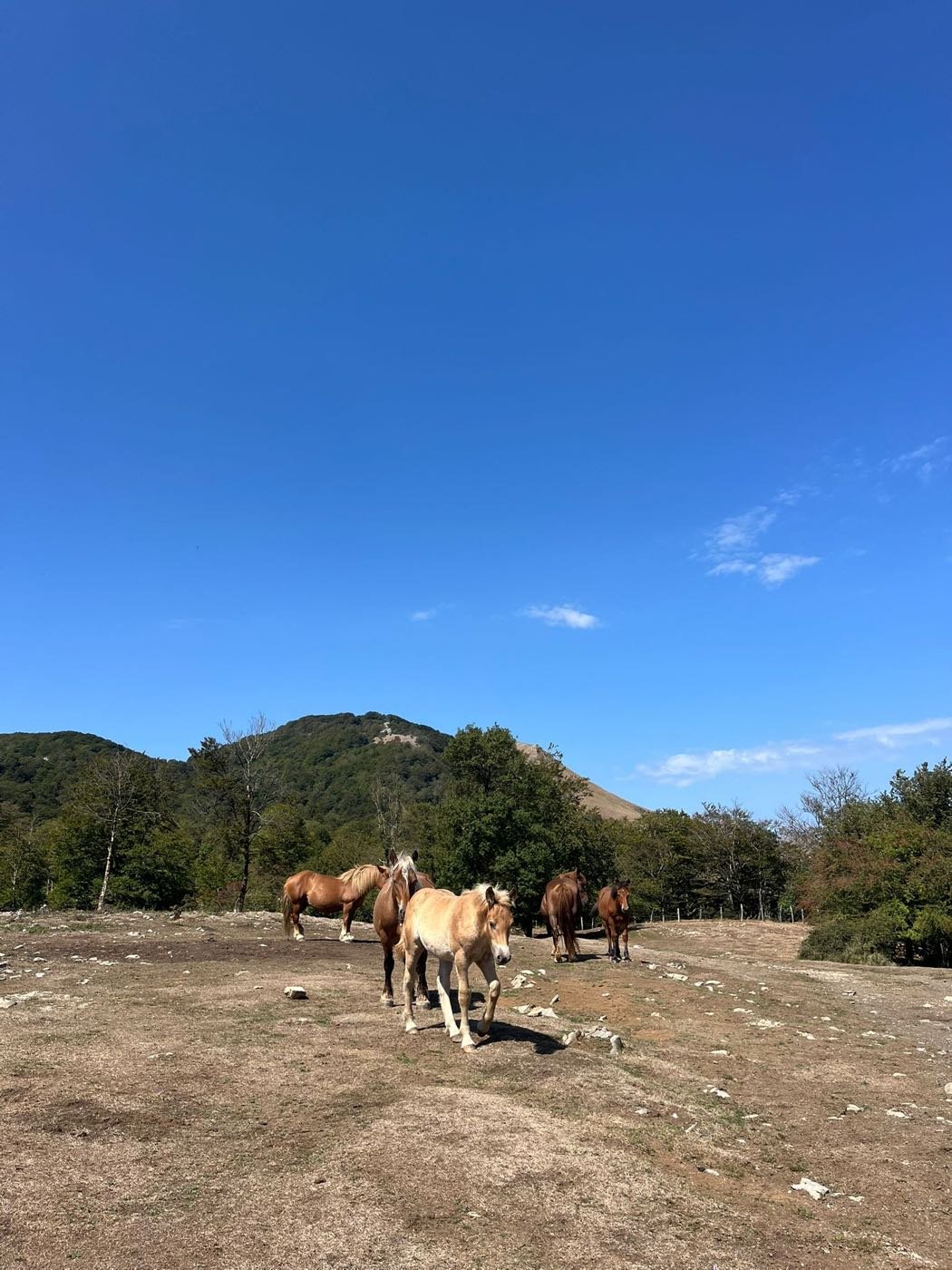 Wild horses grazing in the mountains above Larra&uacute;n